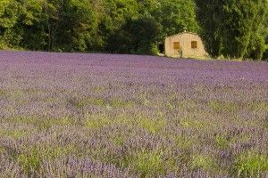 Provence itinerary