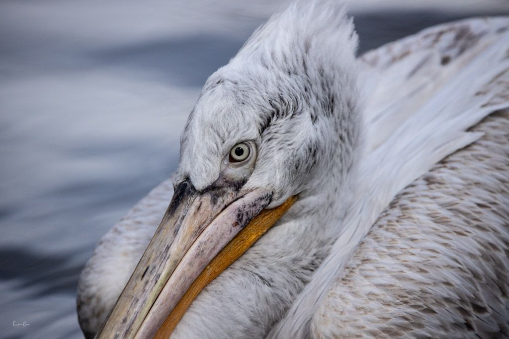 Tier fotografieren tipps