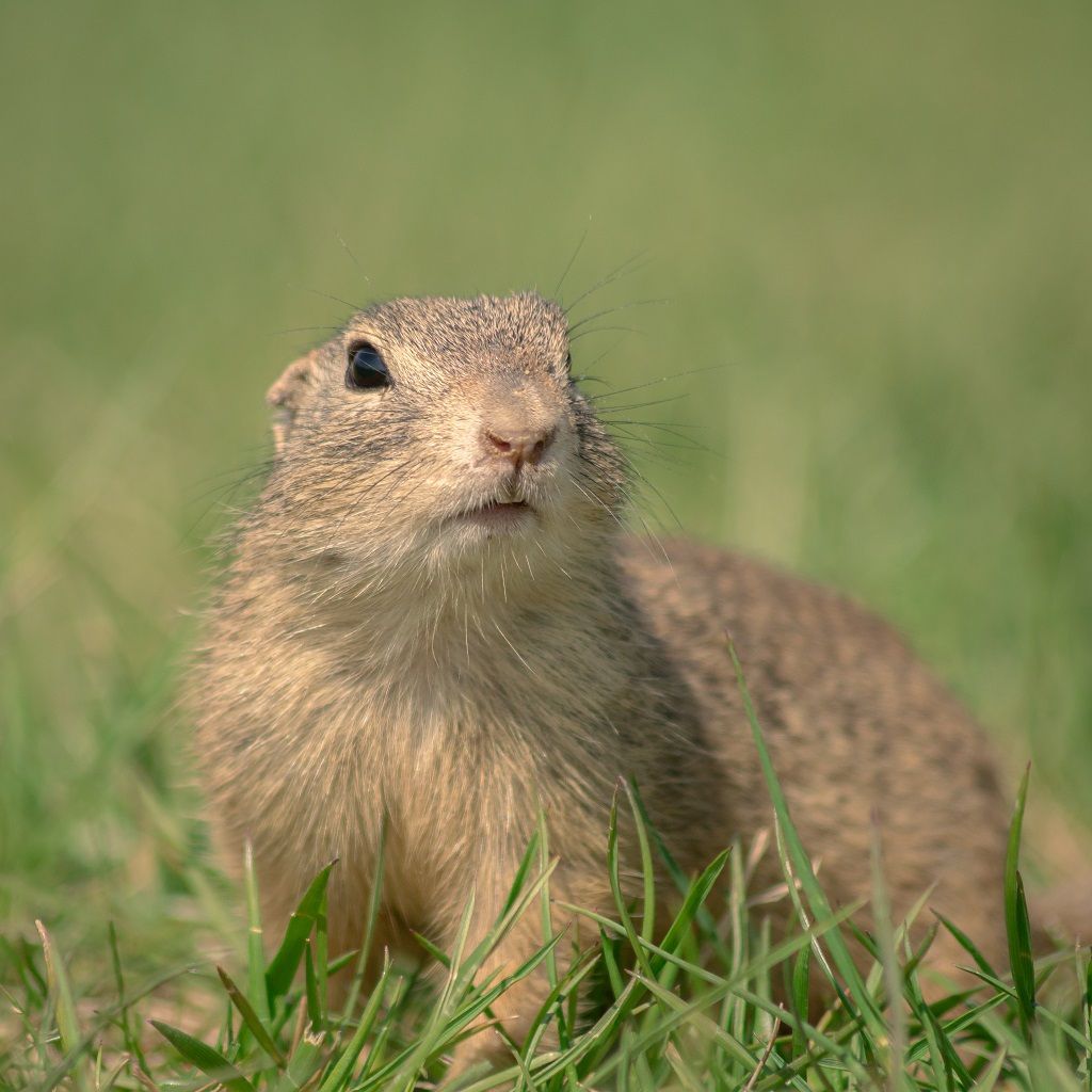 Tierfotografie Tipps