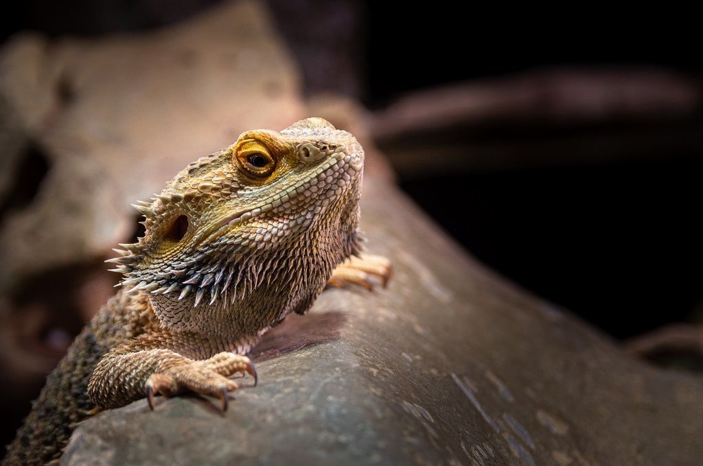 Tierfotografie Tipps