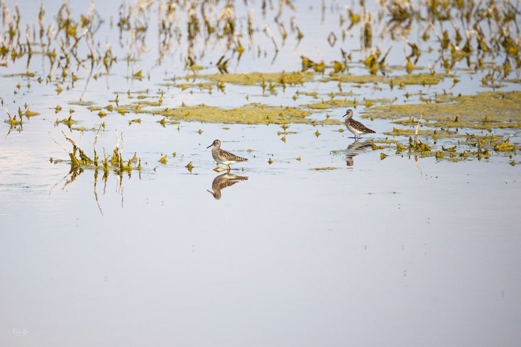 Tierfotografie Tipps